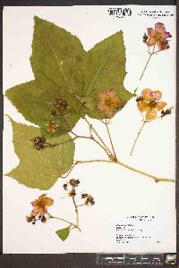 Rubus odoratus image