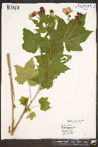 Rubus odoratus image