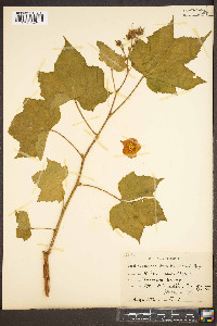 Rubus odoratus image