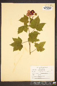 Rubus odoratus image