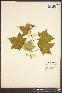 Rubus odoratus image