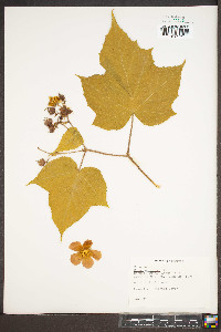 Rubus odoratus image