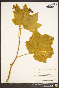 Rubus odoratus image