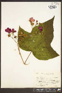 Rubus odoratus image