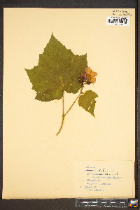 Rubus odoratus image