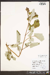 Rubus phoenicolasius image