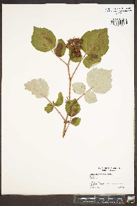 Rubus phoenicolasius image