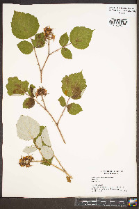 Rubus phoenicolasius image