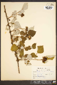 Rubus phoenicolasius image