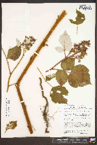 Rubus phoenicolasius image