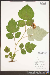 Rubus phoenicolasius image