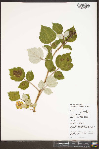 Rubus phoenicolasius image