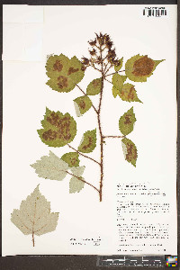 Rubus phoenicolasius image