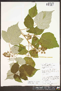 Rubus phoenicolasius image