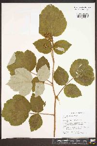 Rubus phoenicolasius image