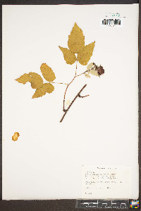 Rubus phoenicolasius image