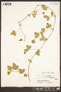 Rubus trivialis image