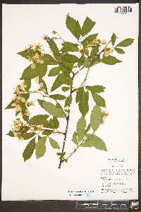 Rubus trivialis image