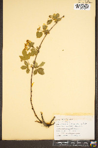 Rubus trivialis image