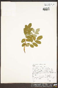 Sorbus sitchensis image