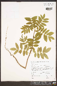 Sorbus scopulina image