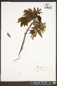 Sorbus americana image