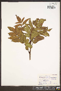 Sorbus americana image