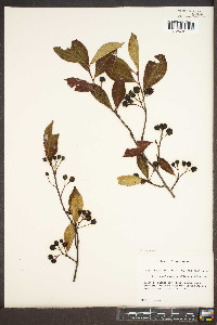 Aronia melanocarpa image