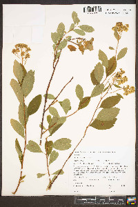 Spiraea pyramidata image