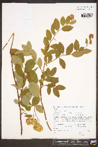 Spiraea pyramidata image