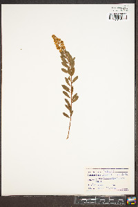 Spiraea alba image