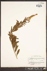 Spiraea alba image