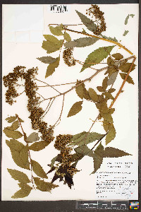 Spiraea japonica image