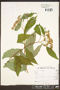 Spiraea japonica image