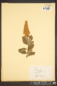 Spiraea latifolia image