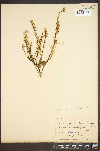 Spiraea thunbergii image