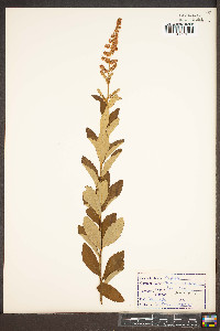 Spiraea tomentosa image