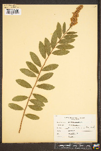 Spiraea tomentosa image