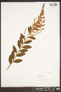 Spiraea tomentosa image