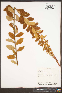 Spiraea tomentosa image