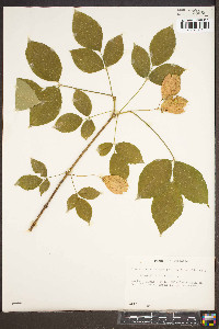 Staphylea trifolia image