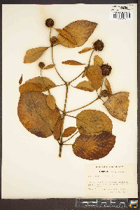 Haldina cordifolia image
