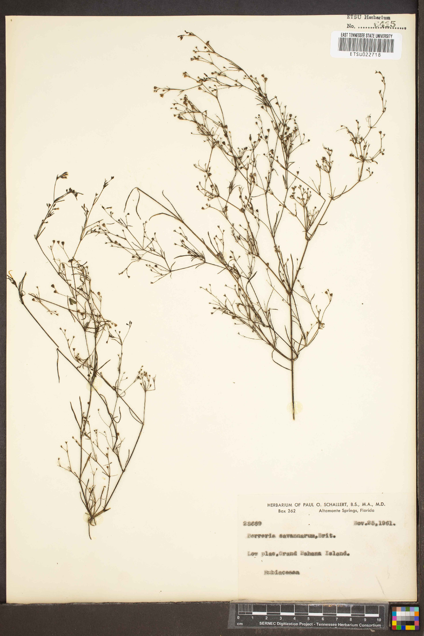 Spermacoce savannarum image
