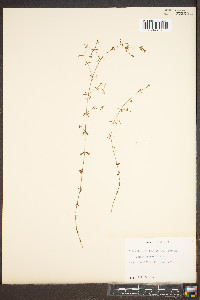 Galium asprellum image