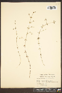 Galium asprellum image