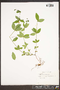 Galium lanceolatum image