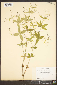 Galium latifolium image