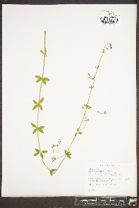 Galium pilosum image