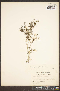 Galium asprellum image