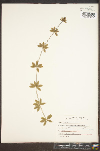 Galium asprellum image